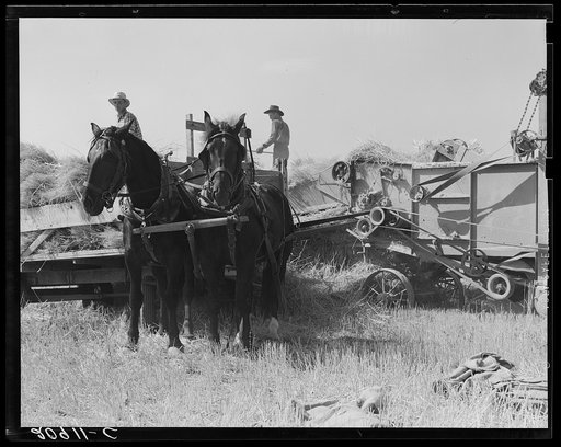 Threshing, midsummer, noon. Five miles west of Malin. Klamath County, Oregon