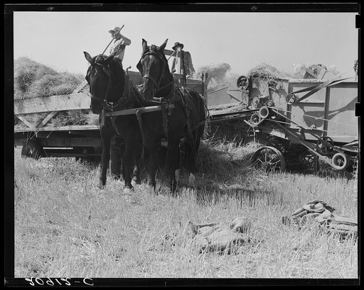 Untitled photo, possibly related to: Threshing, midsummer, noon. Five miles west of Malin. Klamath County, Oregon