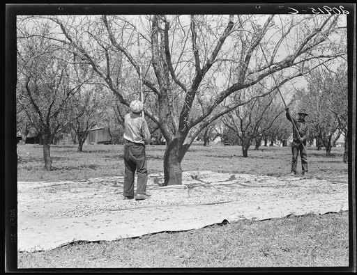 Harvesting on almond ranch, local day labor. Near Walnut Creek, Contra Costa County, California