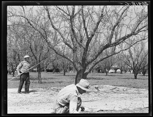 Untitled photo, possibly related to: Harvesting on almond ranch, local day labor. Near Walnut Creek, Contra Costa County, California