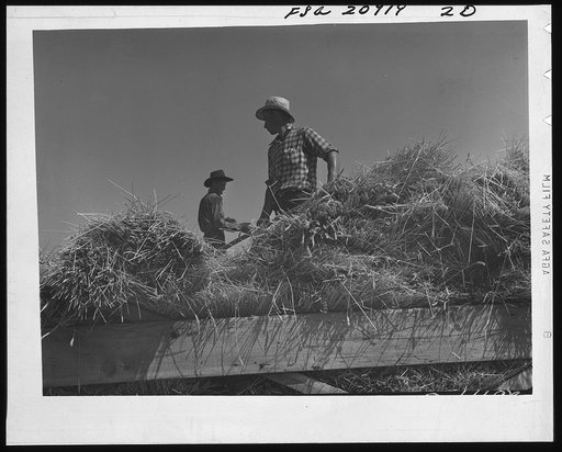 Threshing, midsummer noon. Five miles west of Malin. Klamath County, Oregon