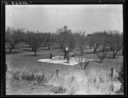Untitled photo, possibly related to: Harvesting on almond ranch, local day labor. Near Walnut Creek, Contra Costa County, California