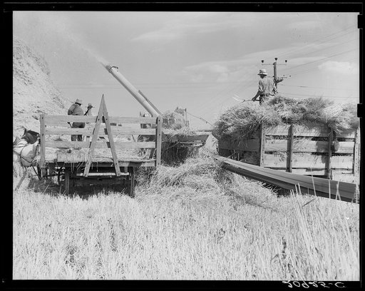 "Threshing," midsummer noon. Five miles west of Malin. Klamath County, Oregon