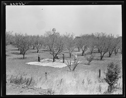 Untitled photo, possibly related to: Harvesting on almond ranch, local day labor. Near Walnut Creek, Contra Costa County, California