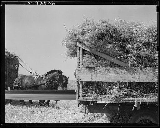 "Threshing," midsummer noon. Five miles west of Malin. Klamath County, Oregon
