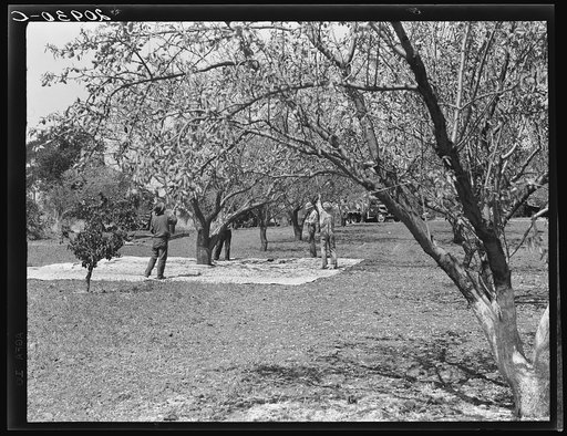 Untitled photo, possibly related to: Harvesting on almond ranch, local day labor. Near Walnut Creek, Contra Costa County, California