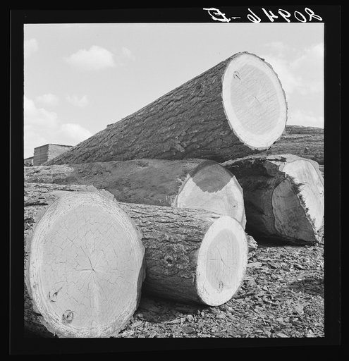Logs piled in the mill yard. Keno, Klamath County, Oregon. General caption number 61