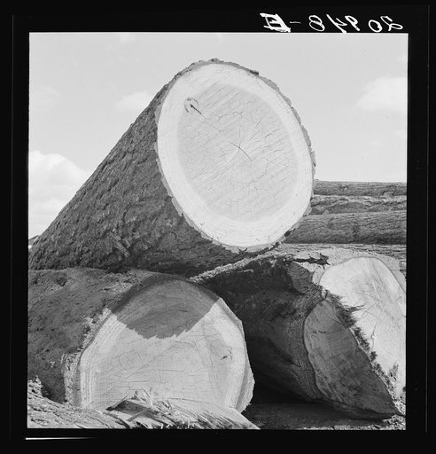 Untitled photo, possibly related to: Logs piled in the mill yard. Keno, Klamath County, Oregon. General caption number 61