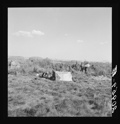 Camp of single men. Tulelake, Siskiyou County, California. Potato pickers. See caption number 63-1