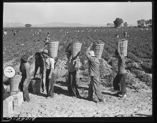Pea pickers line up on edge of field at weigh scale. Near Calipatria, Imperial County, California