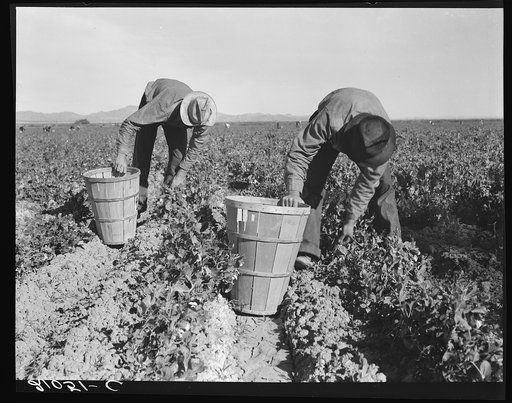 Pea pickers. Wages (1939): one cent per pound. Hamper holds about twenty eight pounds. Near Niland, Imperial County, California