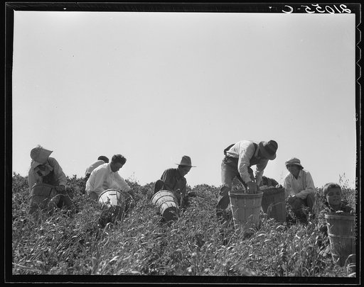 Pea pickers at work. San Luis Obispo County, California