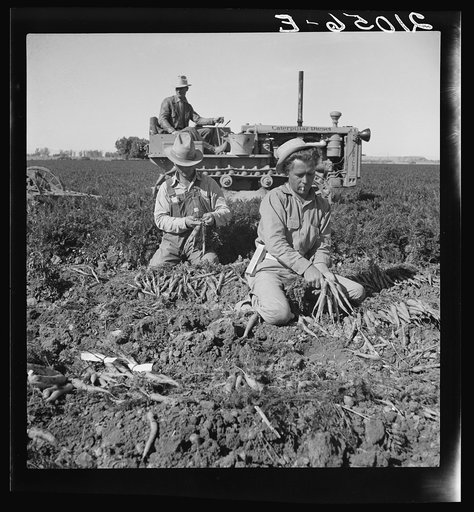 8 a.m. Migratory field workers pulling carrots in a field. Note carrot digging tractor in background. "They'll sleep in the row (to hold a place in the field) to earn sixty cents a day." Near Meloland, Imperial County, California