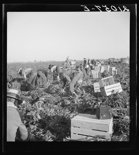 Gang of migratory carrot pullers in field. Wages: fourteen cents per crate of forty eight bunches. Imperial Valley, California