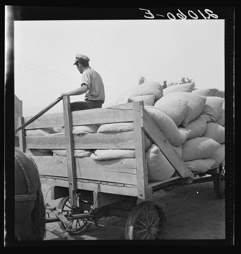 Hop, transported from field to kiln. Near Grants Pass, Josephine County, Oregon. General caption number 45