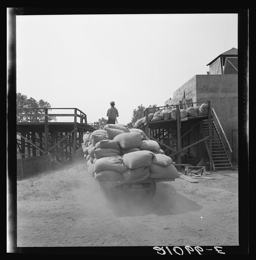 Hops, transported from field to kiln. Near Grants Pass, Josephine County, Oregon. General caption number 45-11