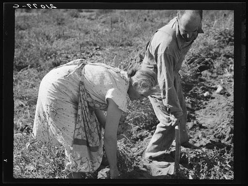 Couple digging their sweet potatoes in the fall. Irrigon, Morrow County, Oregon. General caption 59