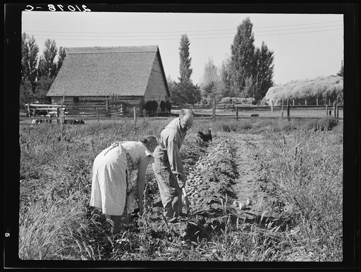 Couple digging their sweet potatoes in the fall. Irrigon, Morrow County, Oregon