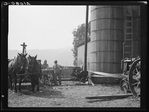 Cooperating farmers feeding corn from the wagon through the ensilage cutter from which it is blown through the pipe into the silo. Near West Carlton, Yamhill County, Oregon. General caption number 58
