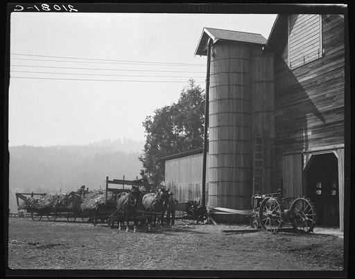 Yard of one of the eight cooperating farmers whose corn is being stored on this day. Note the newly built silo and the ensilage cutter in use. Near West Carlton, Yamhill Country, Oregon. General caption number 58