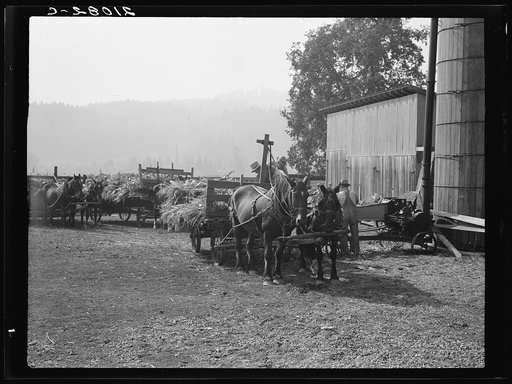 Each farmer brings his own wagon and team for the day's work. Note ensilage cutter cooperatively owned by eight farmers in use. Near West Carlton, Yamhill County, Oregon