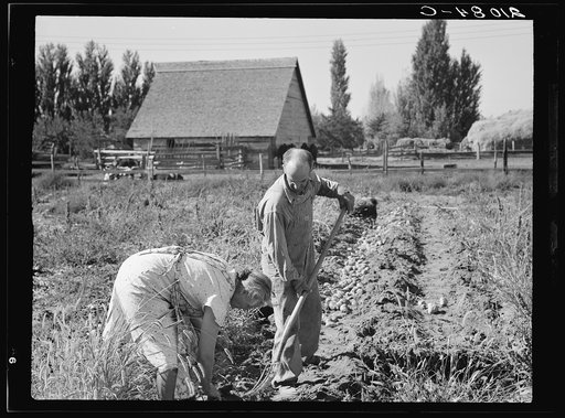 Untitled photo, possibly related to: Couple digging their sweet potatoes in the fall. Irrigon, Morrow County, Oregon