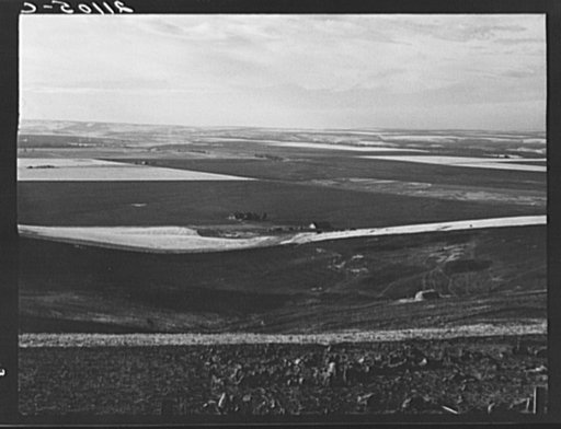 Looking down the newly plowed wheat fields of the Umatilla Valley, Oregon. Thirteen miles south of Pendleton, Umatilla County, Oregon