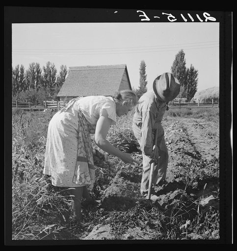 Untitled photo, possibly related to: Couple digging their sweet potatoes in the fall. Irrigon, Morrow County, Oregon. General caption number 59