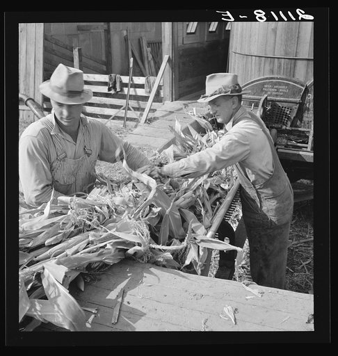 Untitled photo, possibly related to: Farmers feeding corn into cooperatively owned ensilage cutter. Near W Street at Carlton, Yamhill County, Oregon. General caption number 58