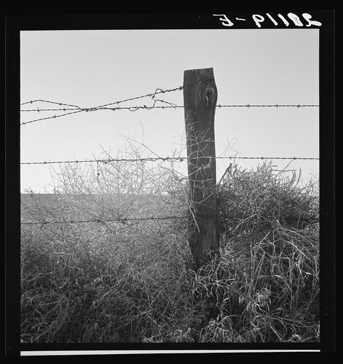 Russian thistle and barbed wire in Western wheat country. Umatilla County, Oregon