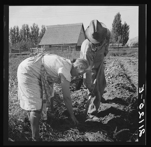 Couple digging their sweet potatoes in the fall. Irrigon, Morrow County, Oregon. General caption number 59