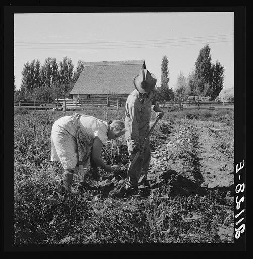 Untitled photo, possibly related to: Couple digging their sweet potatoes in the fall. Irrigon, Morrow County, Oregon. General caption number 59