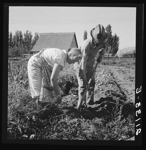 Untitled photo, possibly related to: Couple digging their sweet potatoes in the fall. Irrigon, Morrow County, Oregon. General caption number 59