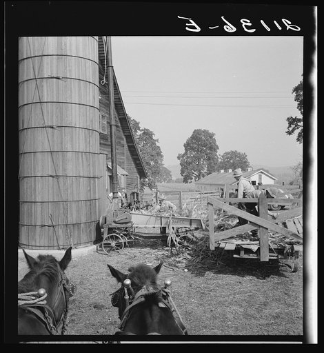 Untitled photo, possibly related to: Farmers feeding corn into cooperatively owned ensilage cutter. Near W Street at Carlton, Yamhill County, Oregon. General caption number 58