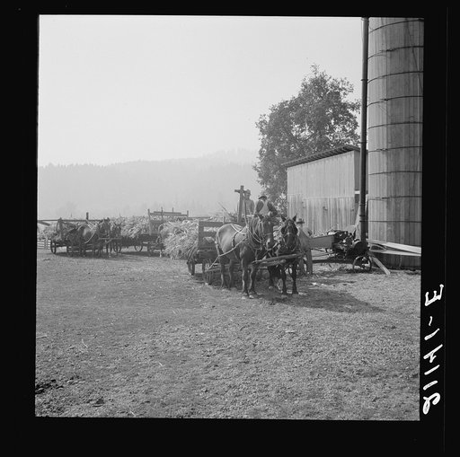 Untitled photo, possibly related to: Farmers feeding corn into cooperatively owned ensilage cutter. Near W Street at Carlton, Yamhill County, Oregon. General caption number 58