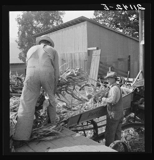 Untitled photo, possibly related to: Farmers feeding corn into cooperatively owned ensilage cutter. Near W Street at Carlton, Yamhill County, Oregon. General caption number 58