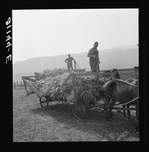Untitled photo, possibly related to: Farmers feeding corn into cooperatively owned ensilage cutter. Near W Street at Carlton, Yamhill County, Oregon. General caption number 58