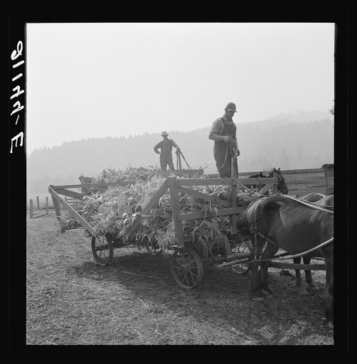 Untitled photo, possibly related to: Farmers feeding corn into cooperatively owned ensilage cutter. Near W Street at Carlton, Yamhill County, Oregon. General caption number 58