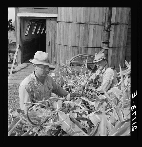 Untitled photo, possibly related to: Farmers feeding corn into cooperatively owned ensilage cutter. Near W Street at Carlton, Yamhill County, Oregon. General caption number 58