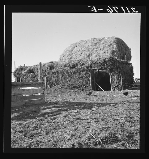 Two-year old barn, sage bush thatched (name: Hull). Dead Ox Flat, Malheur County, Oregon. General caption number 67-111