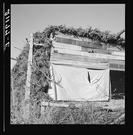 Shows construction of chicken house, sage bush thatched. Dead Ox Flat, Malheur County, Oregon (name: Hull).  General caption number 67-111