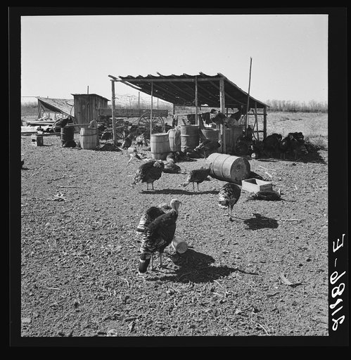 Temporary buildings on Williams' new farm. Dead Ox Flat, Malheur County, Oregon. General caption number 67-111