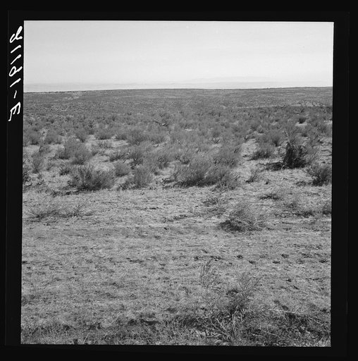 View from the Smith's place across the road, showing uncleared land. Dead Ox Flat. Malheur County, Oregon. General caption 67-111