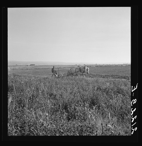 Mr. Roberts harvesting red clover on his forty acre farm. Malheur County, Oregon. General caption number 73