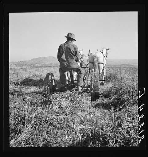 Untitled photo, possibly related to: Mr. Roberts, FSA (Farm Security Administration) borrower. Owyhee project. Malheur County, Oregon