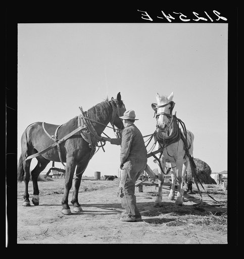 Mr. Browning prepares to go into the field to mow his hay. Dead Ox Flat, Malheur County, Oregon. General caption 67-111