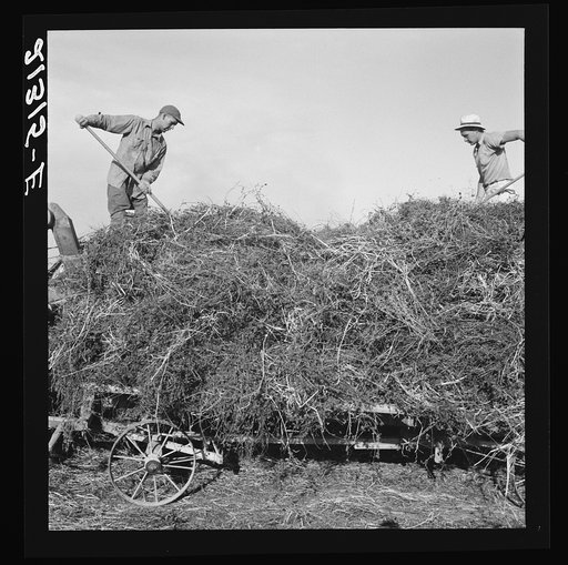 Untitled photo, possibly related to: Threshing red clover for seed on older settler's ranch. Near Ontario, Malheur County, Oregon