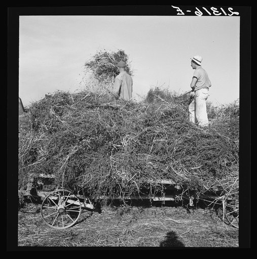 Untitled photo, possibly related to: Threshing red clover for seed on older settler's ranch. Near Ontario, Malheur County, Oregon