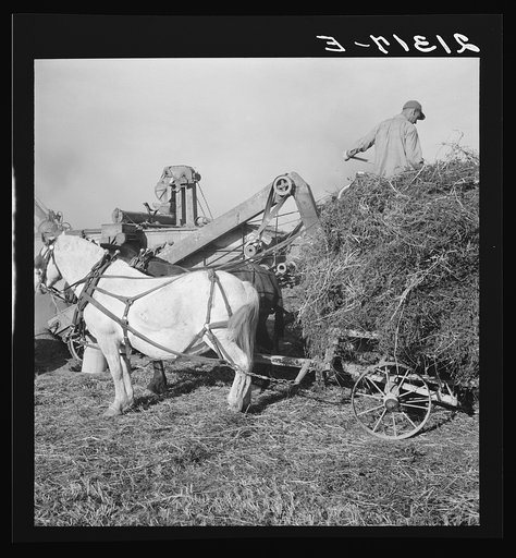 Untitled photo, possibly related to: Threshing red clover for seed on older settler's ranch. Near Ontario, Malheur County, Oregon