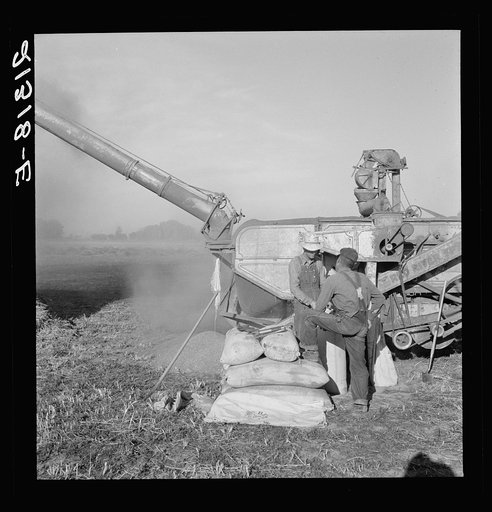 Oklahoman and Missourian working in the same field crew sacking red clover seed, on older settler's ranch. Near Ontario, Malheur County, Oregon